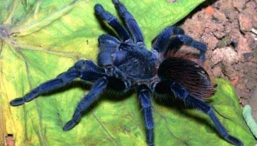 地球上最大的蜘蛛，在上海郊区发现过，以鸟为食