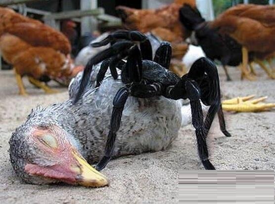 地球上最大的蜘蛛，在上海郊区发现过，以鸟为食